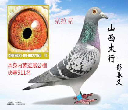 ���ɺ�չ�������911��������