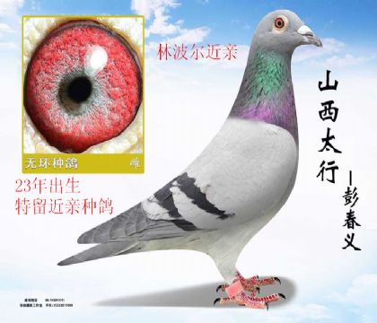 �ֲ������ؽ���