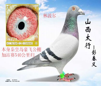 �ػʵ����ɼ�վ��540������ֲ���