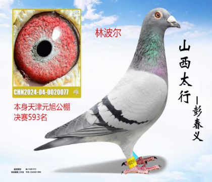 ���Ԫ�����593���ֲ���