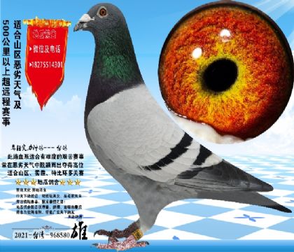 21��̨�룬��ʱ����2000���������Ѳ�