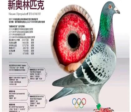 大銘鴿-新奧林匹克