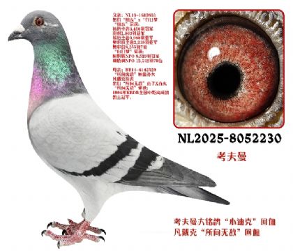 ������С�Ͽ˻�Ѫ