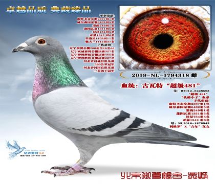 �����ؼsɪ�򡰳���481������ �����N��