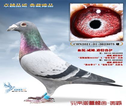 չ�菊����ķ.��������