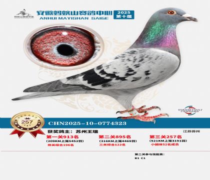 安徽蚂蚁山决赛257名