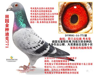 父親金種迪克771