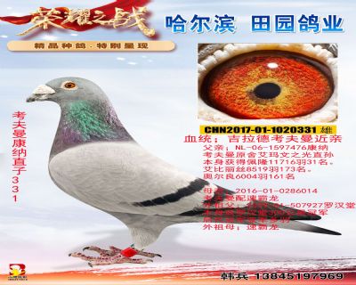 考夫曼康納直子331