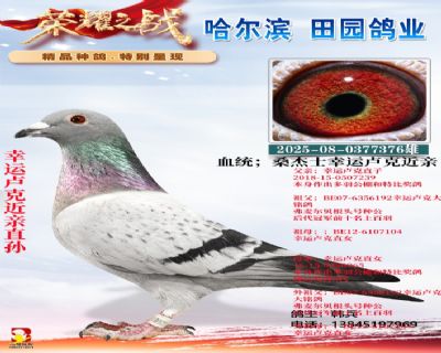 幸運盧克近親直孫376