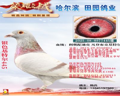 銀色基特爾445拍賣總價第二贈送鴿