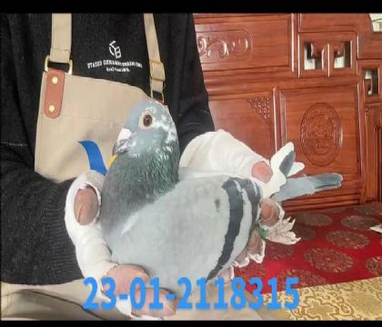 �Ͽ˷��ǲ��˻һ���8315