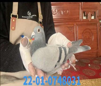 ���ֱ��348��O8031