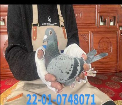 �W��ƥ���Z�L(f��ng)̖��Ѫ8071