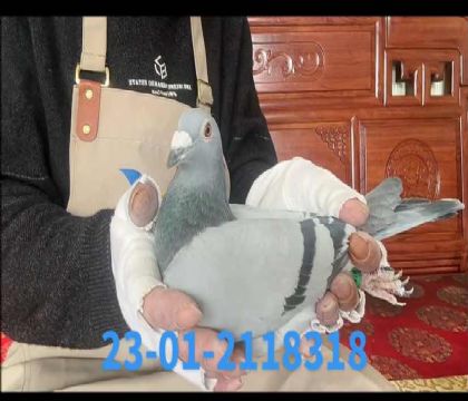 ���W�_�Ơ���8318