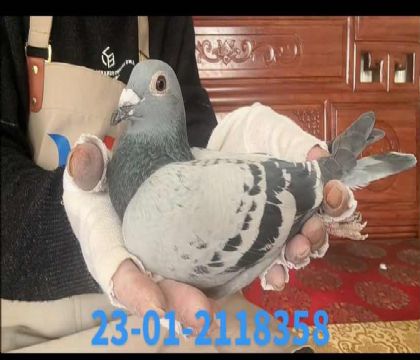 ����С�ӽ�Ѫ��8358