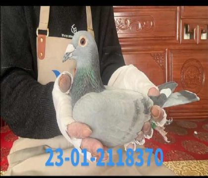 �Ͽ˷��ǲ������E848ֱŮ8370