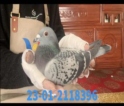 �����ϲ�����8396