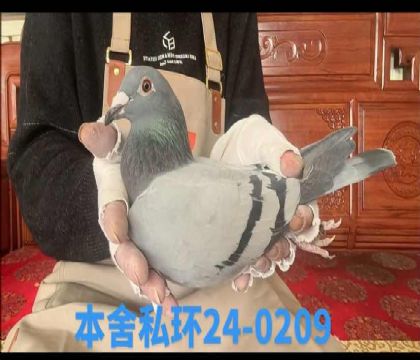 ˽�h(hu��n)�W���_�ܚWֱ�OŮ0209