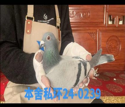 ˽�h(hu��n)��ɯ���ֵ���OŮ0239