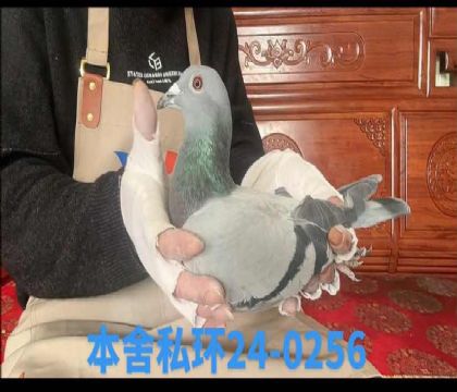 �R��������˹�؃�(y��u)̖���ؽ�Ѫ��0256