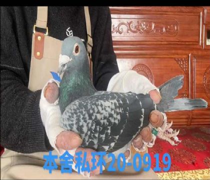 ˽�h(hu��n)��ֱ��654ֱ̖�O0919