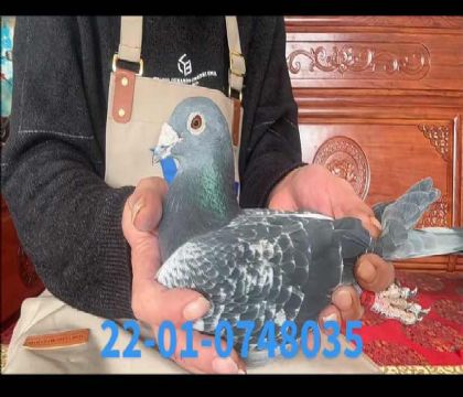 ��?sh��)����ӳ������?035