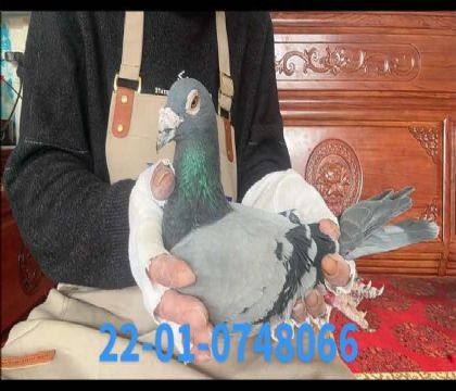 ���W������ֱ�O537ֱ̖��8066