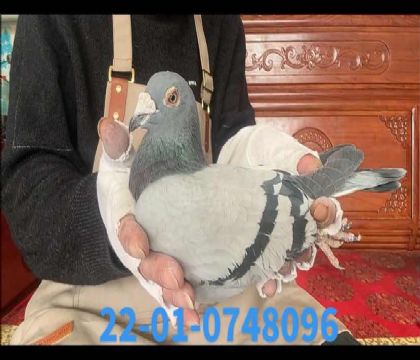 �Ͽ˷��ǲ��˸�����ֱ�O8096