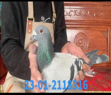 �m��������ɪȫ�ֵ�505ֱ̖�O8316