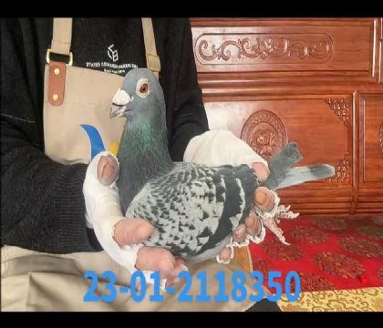 ���W�׼�ֱ�O236ֱ̖��8350