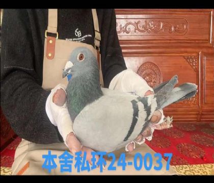 ˽�h(hu��n)���ؠ���Ѫ��0037