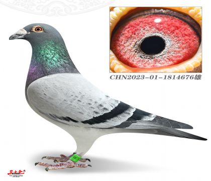 ������-����������530����506��