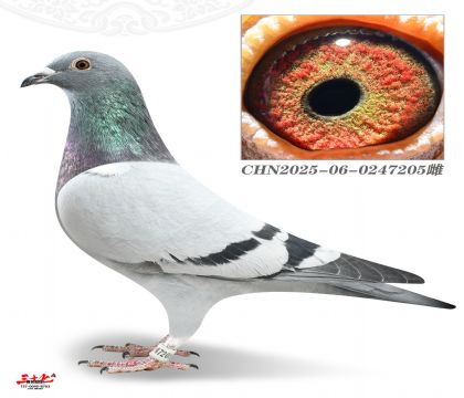 ������ԭ��X����������8��