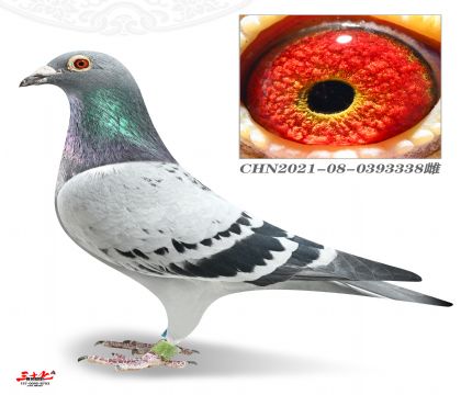 ���T��܊X����-500�����ِ9��