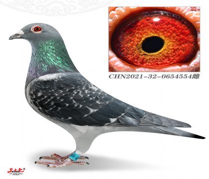 ���T-��Թ������P�C������81��