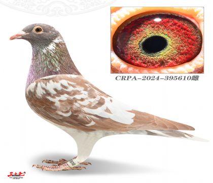 ����W�-�c�ۅ���܊ֱŮ610