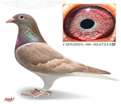 ����W�-�c�ۅ���܊ֱ��