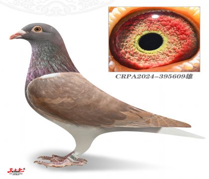 ����W�-�c�ۅ���܊ֱ��609