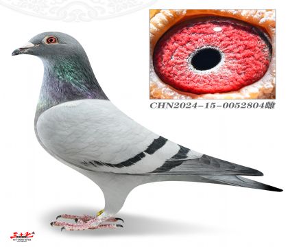 �ֲ���X�ٰ���-�����_��(chu��ng)������Ѫ