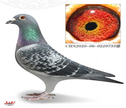 ��Ϫ������Qِ53��