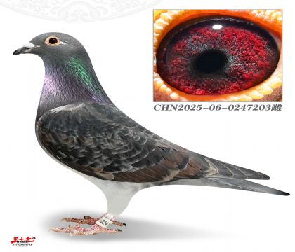 Ľ���T�tɫ܊У��ֱŮ203