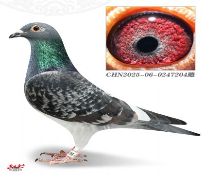 Ľ���T�tɫ܊У��ֱ��204