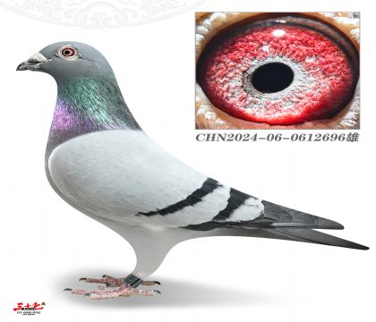 ����С��-���B���蹤��Qِ305��