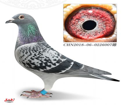 ��Թ���Qِ104�����P����339��