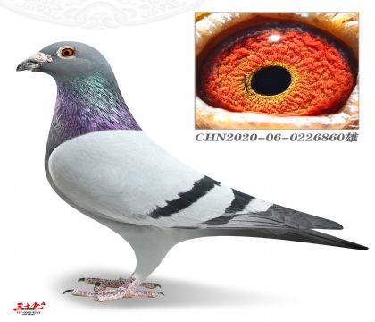 ��Թ���Qِ390���p�P����37��