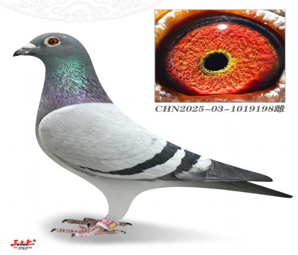 ���蹤��Qِ565��-����������x