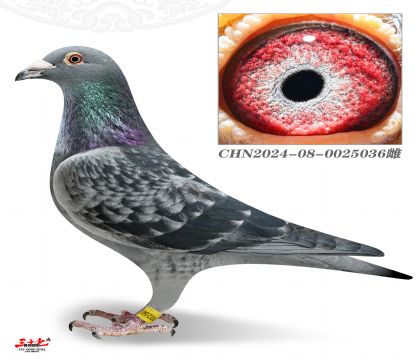 ղɭ-�ɱȌ�����܊���H��Ѫ