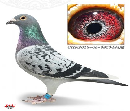 ���_�m���W-500����31��