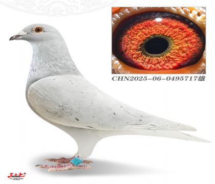 ���ٮ�ɫ��-�yɫ����5000