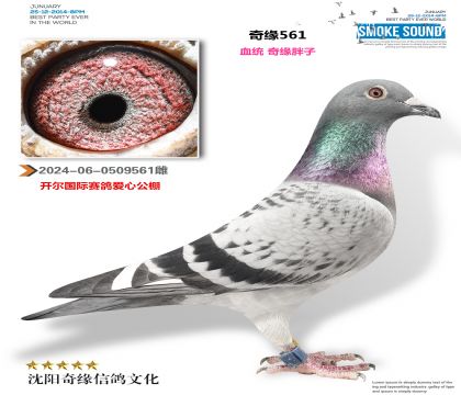 2024-06-0509561��